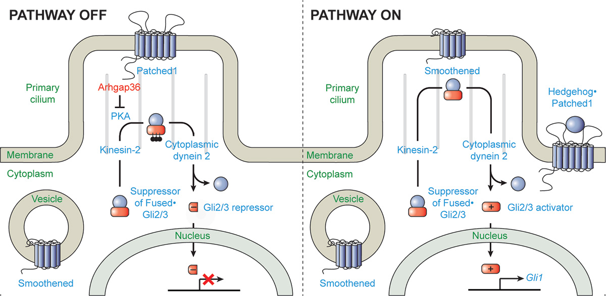 Chen Lab